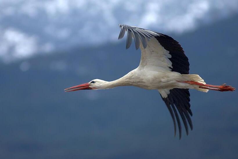 פנסיון Hostal La Cigueña