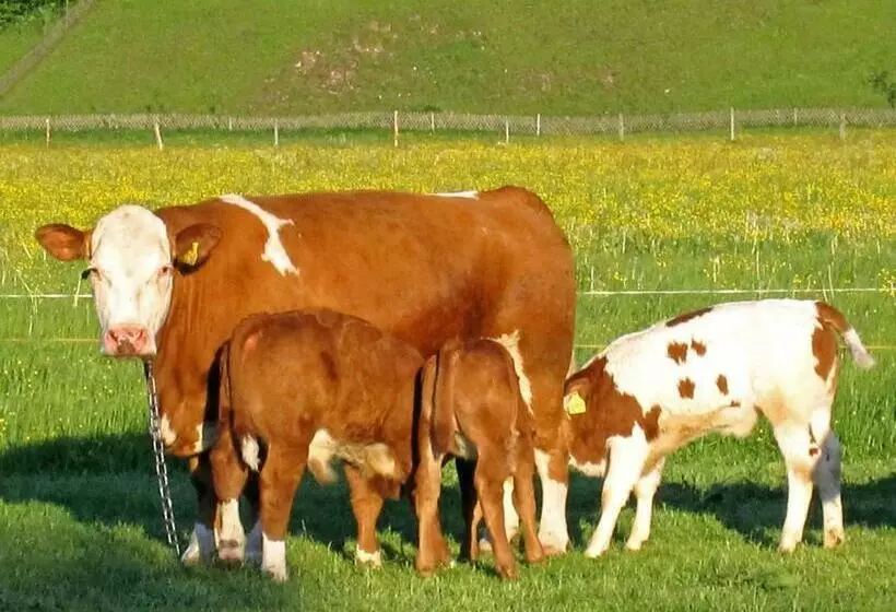 Hotelli Hausernhof