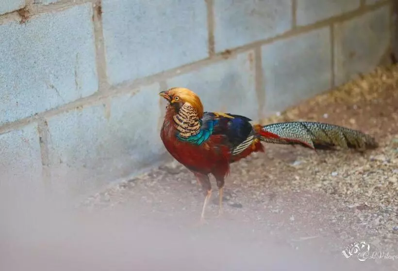 ホテル Pousada E Restaurante Victórios