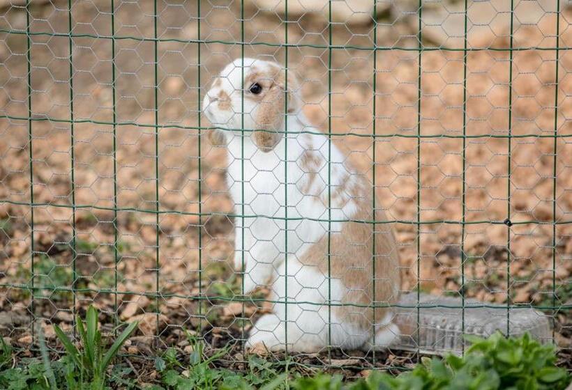 ペンション Apartments Zentil Banjol