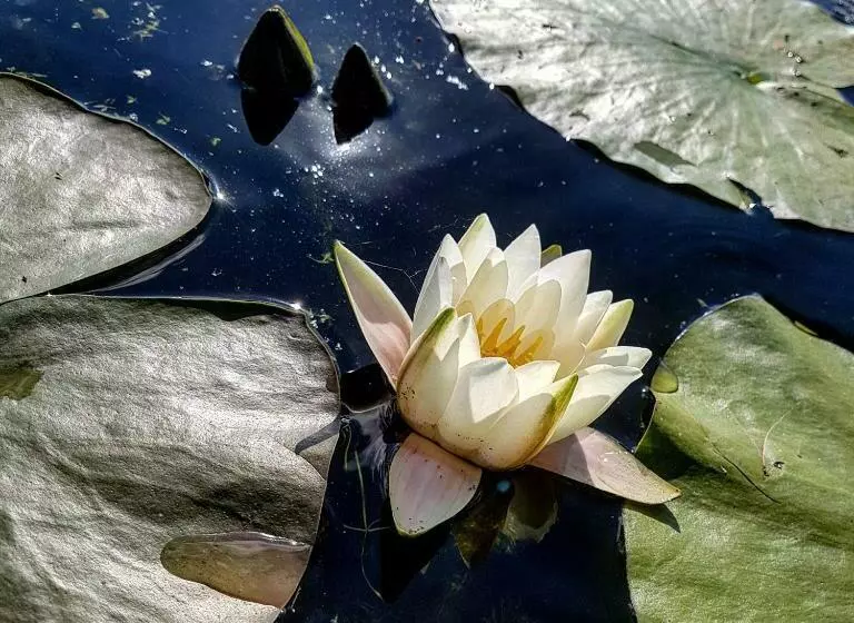 استراحتگاه Satul De Vacanta Campo Euro Club