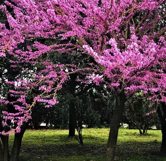 ホテル Delfina Palace