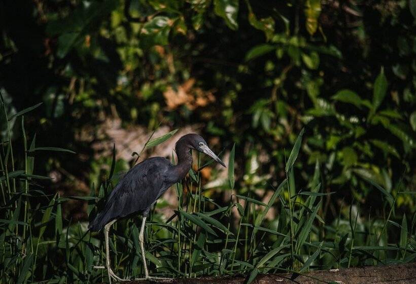 فندق Mawamba Lodge