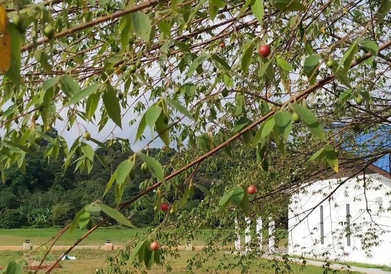 ホテル Halcyon Days @ Langkawi