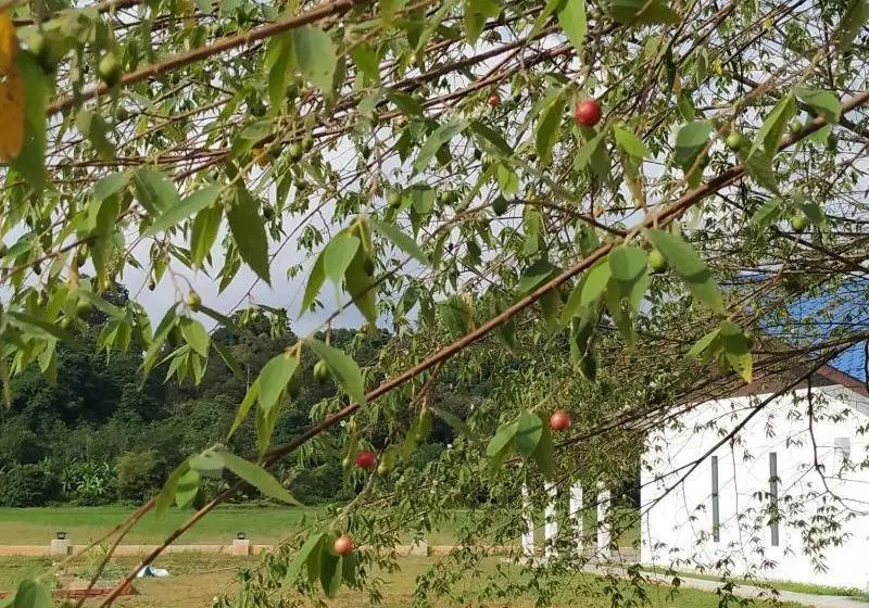 هتل Halcyon Days @ Langkawi