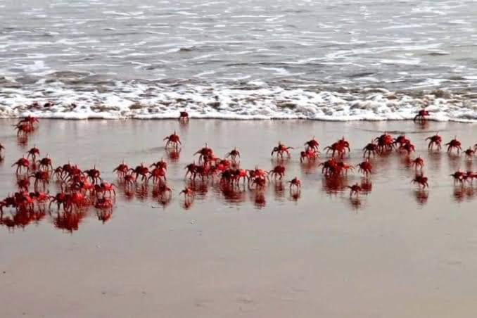 Отель Costal Valli Resorts