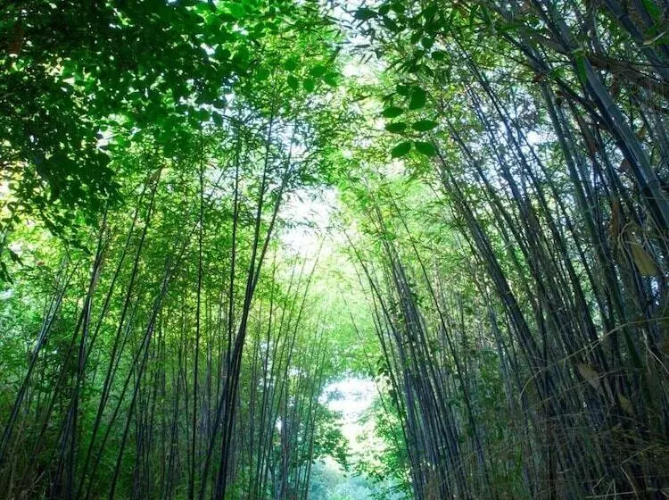 בית מלון כפרי Rural Molino Del Puente Ronda