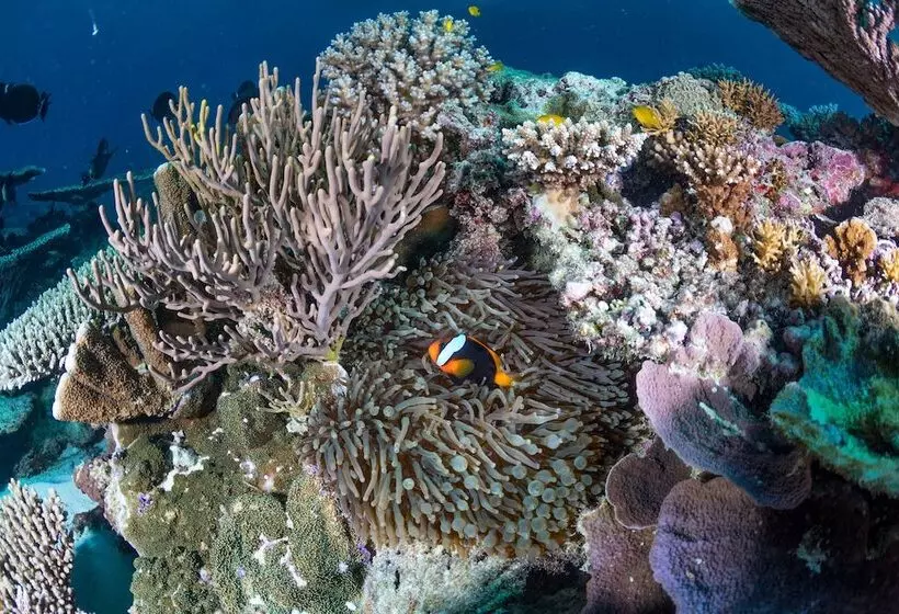 فندق Wilson Island