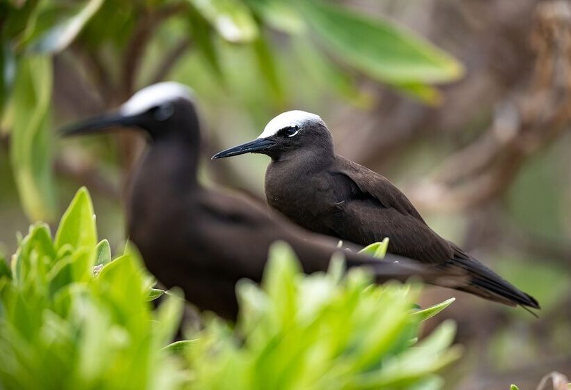 Отель Wilson Island