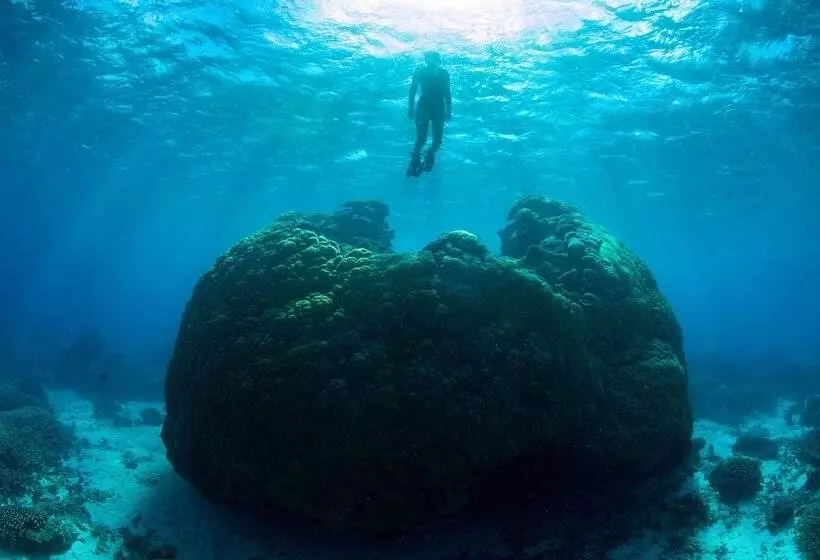 فندق Wilson Island