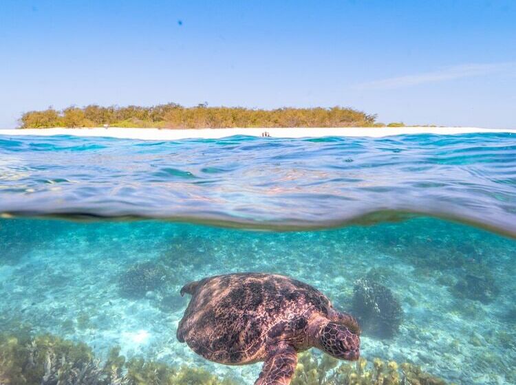 Отель Wilson Island