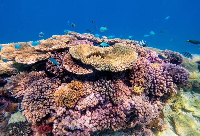 Отель Wilson Island