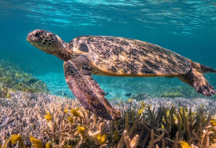 Отель Wilson Island