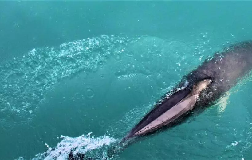 Duvauchelle Seaside Motel