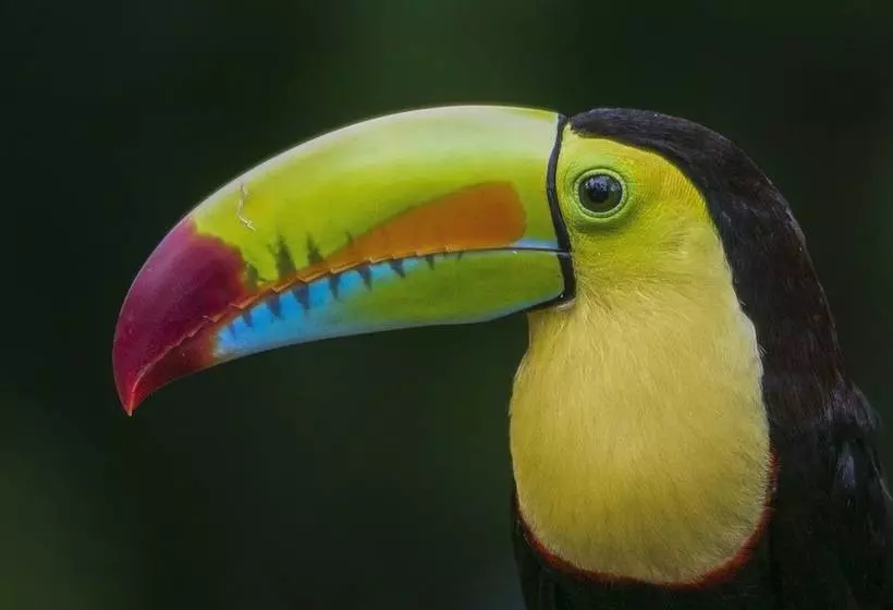 Buena Vista Del Rincon Eco Adventure Park, Hotel & Spa