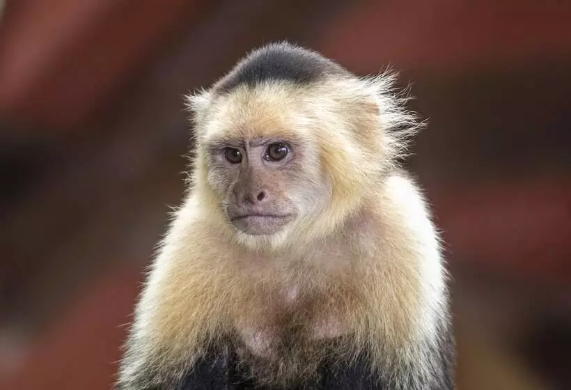 Buena Vista Del Rincon Eco Adventure Park, Hotel & Spa