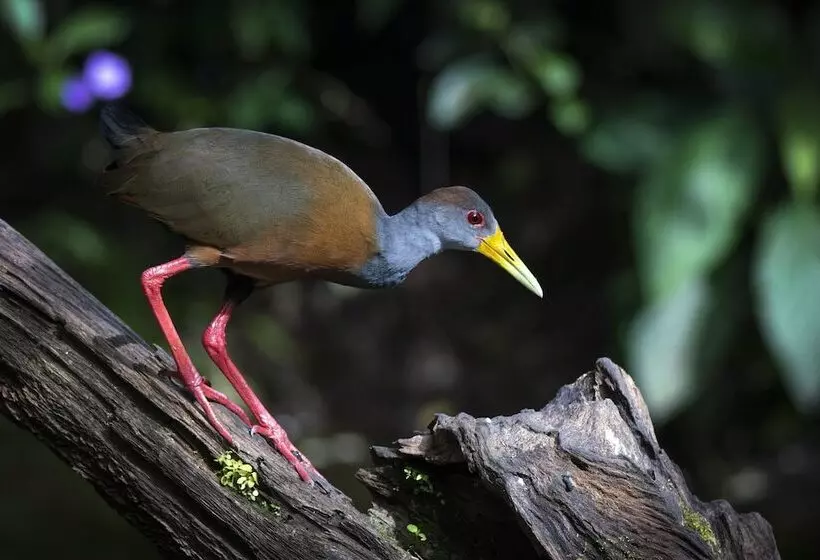 Buena Vista Del Rincon Eco Adventure Park, Hotel & Spa