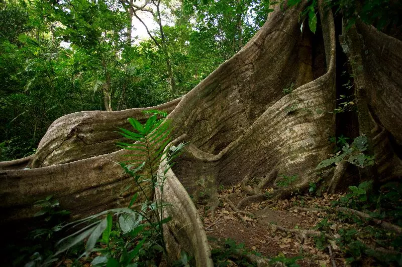 Buena Vista Del Rincon Eco Adventure Park, Hotel & Spa