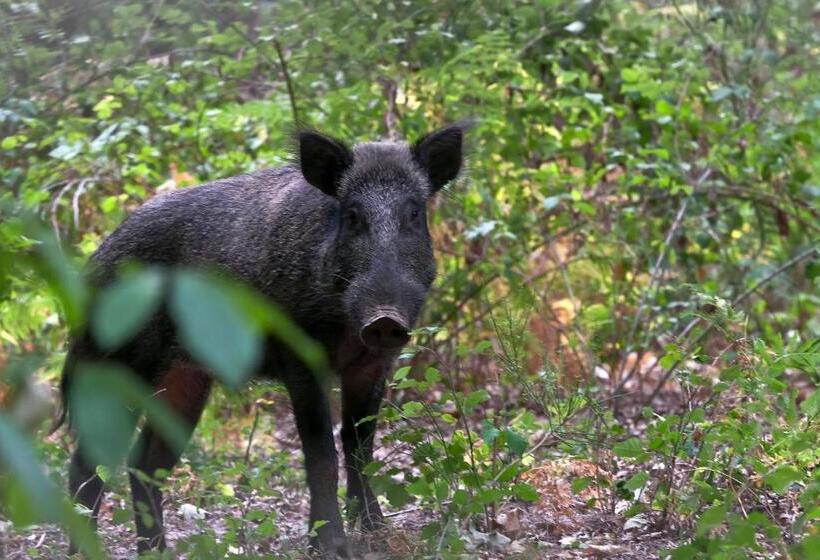 민박 Château De Salvert Appartement & Chambre D Hôtes