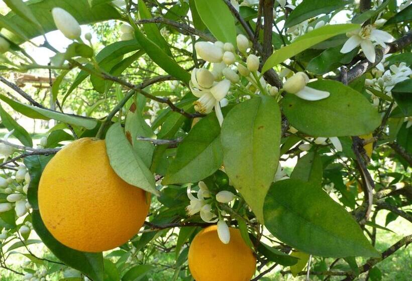 צימר Quinta Quinze