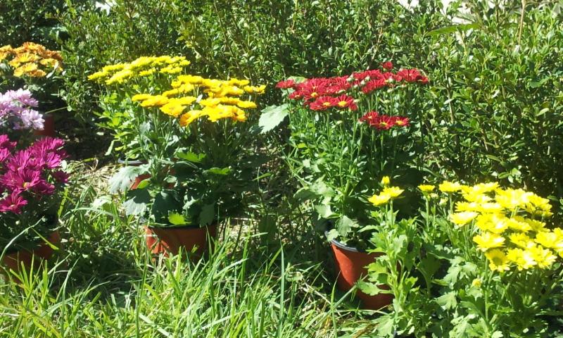 Pensió Jeonju Nostalgic Home