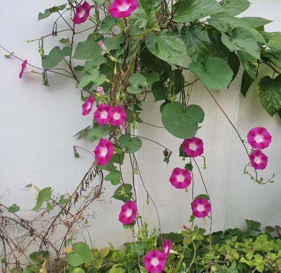 Pensió Jeonju Nostalgic Home