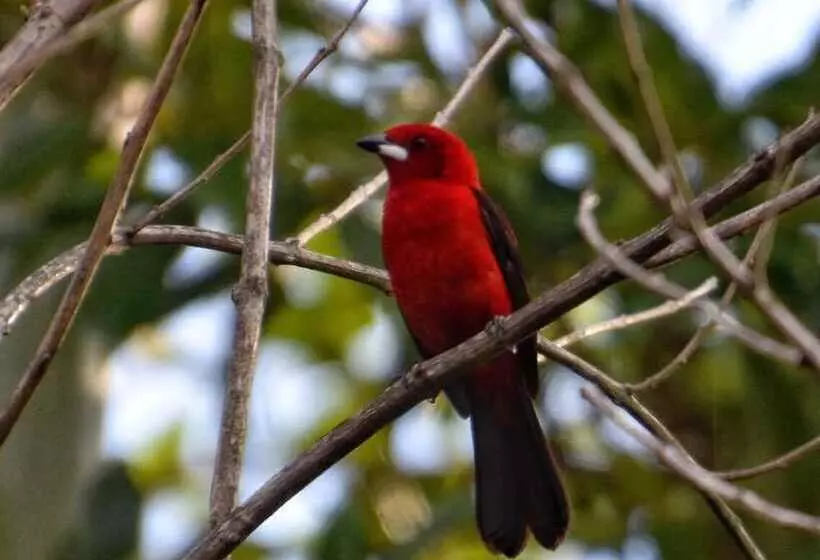 پانسیون Pousada Canto Bella Terra