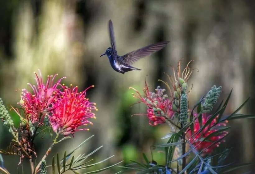 پانسیون Pousada Canto Bella Terra