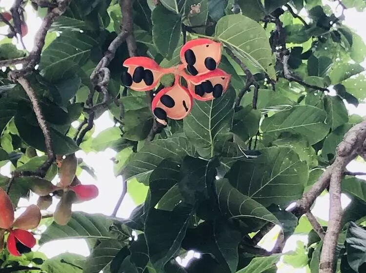 Hotelli Bamboo Private Islands