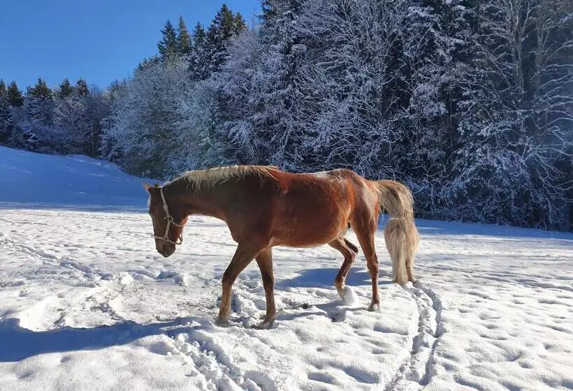 ホテル Grubhof Appartements