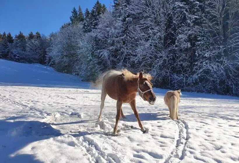 ホテル Grubhof Appartements