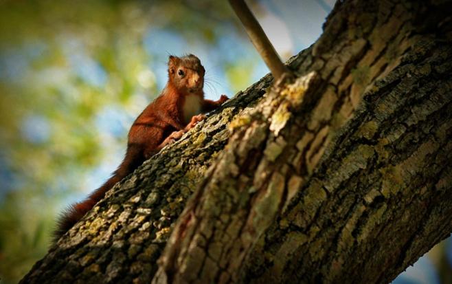 酒店 L'alcova Turisme Rural