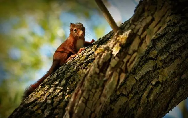 Отель L'alcova Turisme Rural
