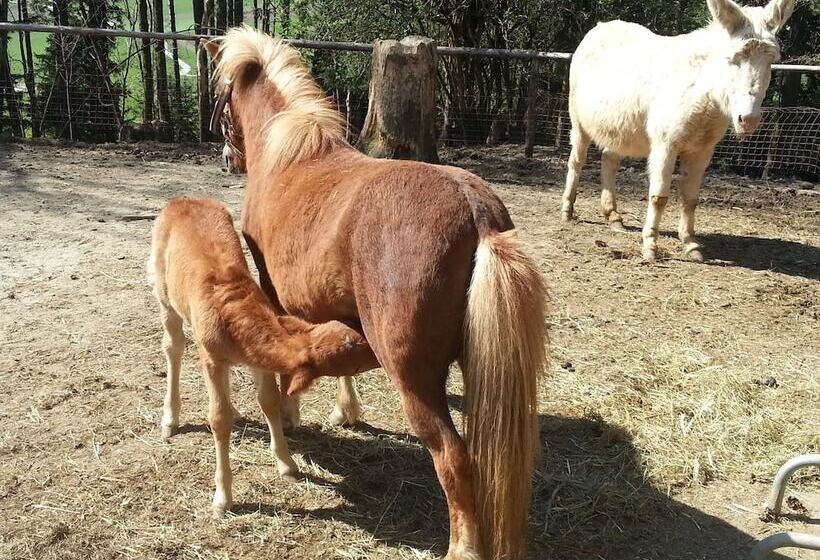 فندق Nattererboden