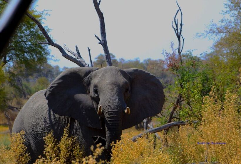 בית מלון כפרי Mthimkhulu Private Game Reserve Adults Only