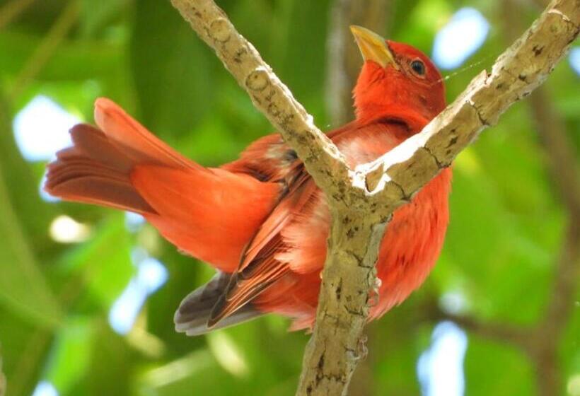 تختخواب و صبحانه Zopango Orchids Island