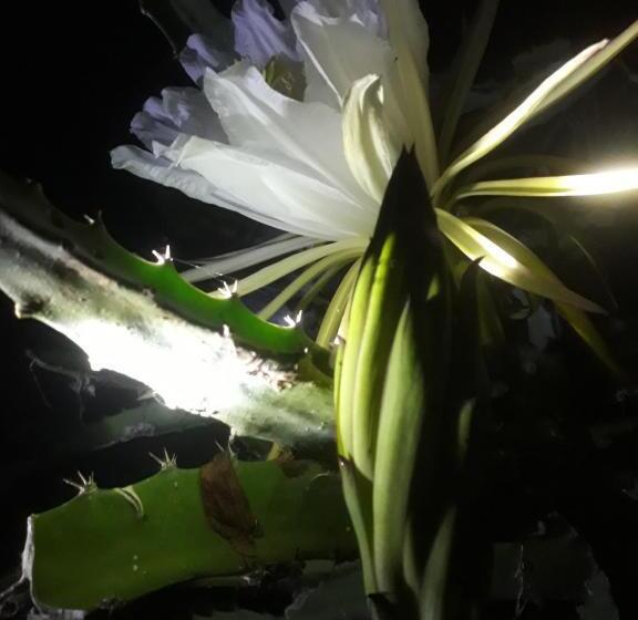 تختخواب و صبحانه Zopango Orchids Island