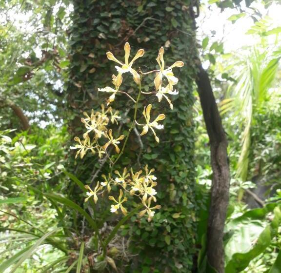 تختخواب و صبحانه Zopango Orchids Island