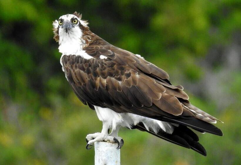 تختخواب و صبحانه Zopango Orchids Island