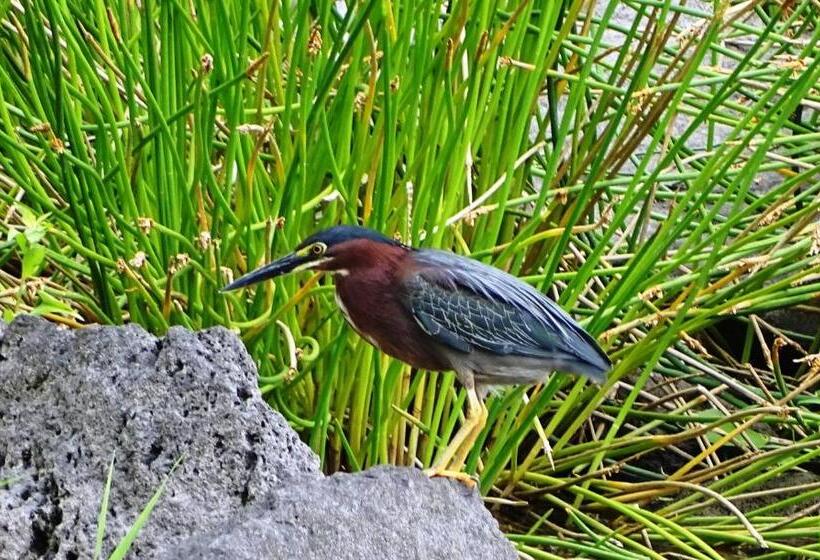 تختخواب و صبحانه Zopango Orchids Island
