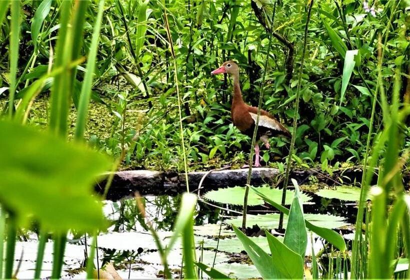 تختخواب و صبحانه Zopango Orchids Island