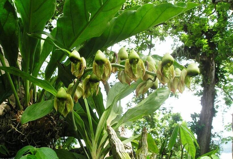 تختخواب و صبحانه Zopango Orchids Island