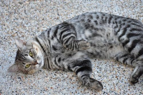 호텔 Club Bella Suiza   Carlos Ossa Escobar