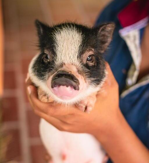 هتل Pony Club La Vecindad Tayrona Zaino