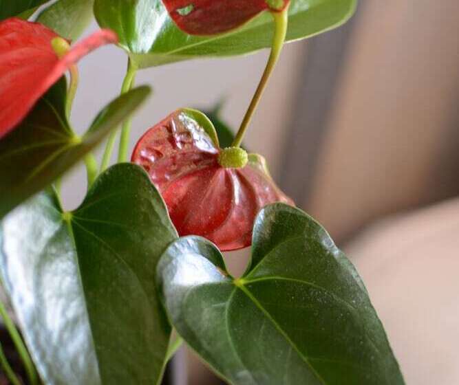 ホテル Gratte Ciel Ariana