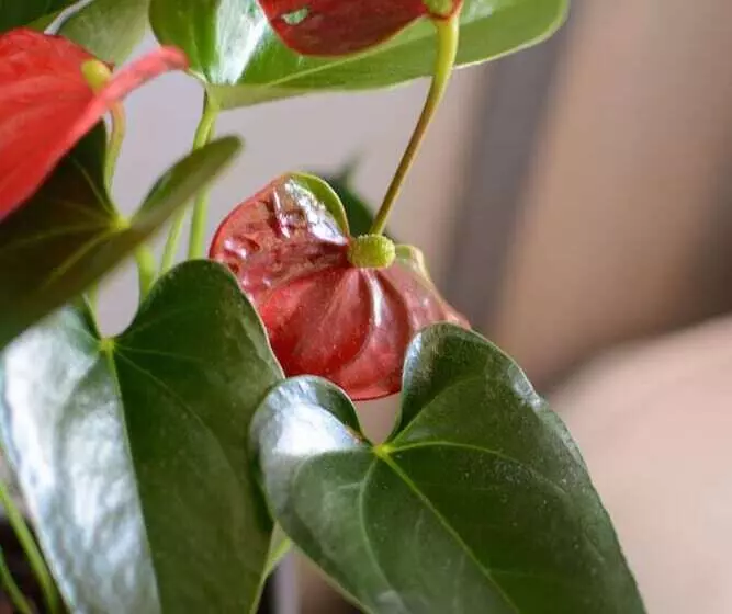 ホテル Gratte Ciel Ariana