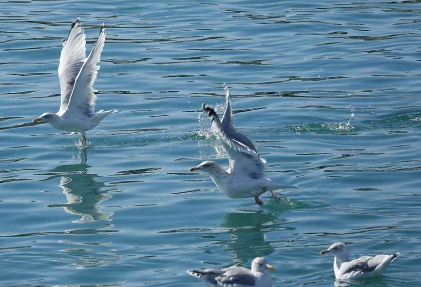 ホテル The Originals City, Hôtel Armen Le Triton, Roscoff