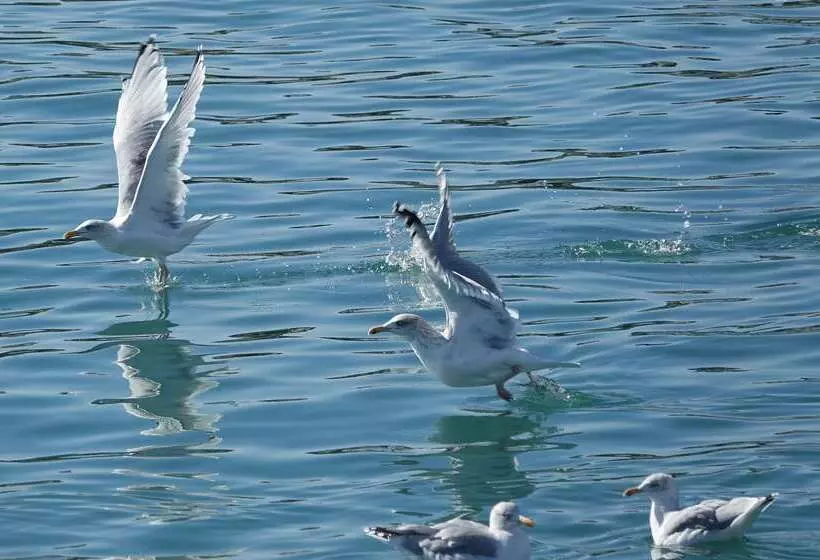 Отель The Originals City, Hôtel Armen Le Triton, Roscoff