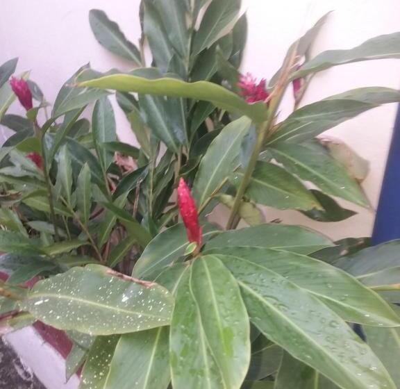 Pension Pousada Do Alex