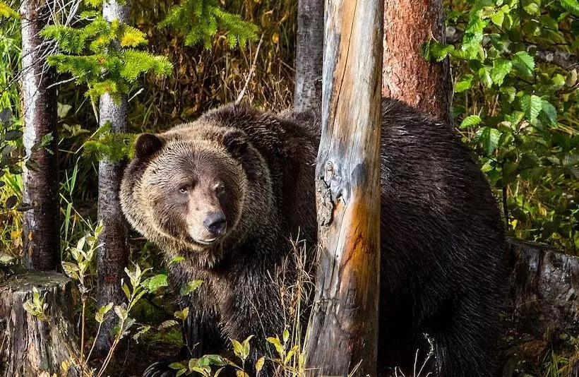 Palliser Lodge — Bellstar Hotels & Resorts